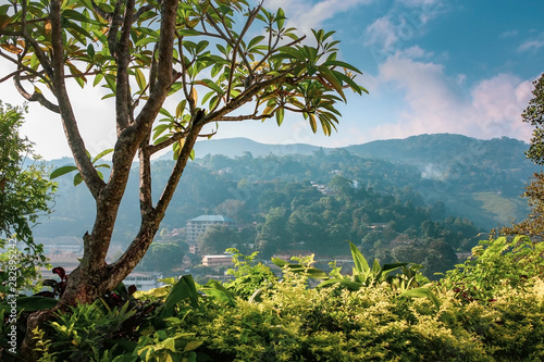 Tree on a background of blue sky and mountains. Beautiful view of the city of Kandy in Sri Lanka. © anisha_mur