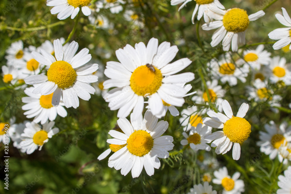 Blooming medicinal plants - white camomile close-up. Blooming medicinal plants - white camomile close-up.