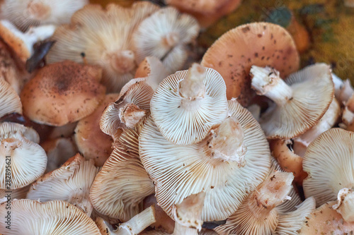 Honey Agaric mushrooms background. Close-up of mushrooms Armillaria.