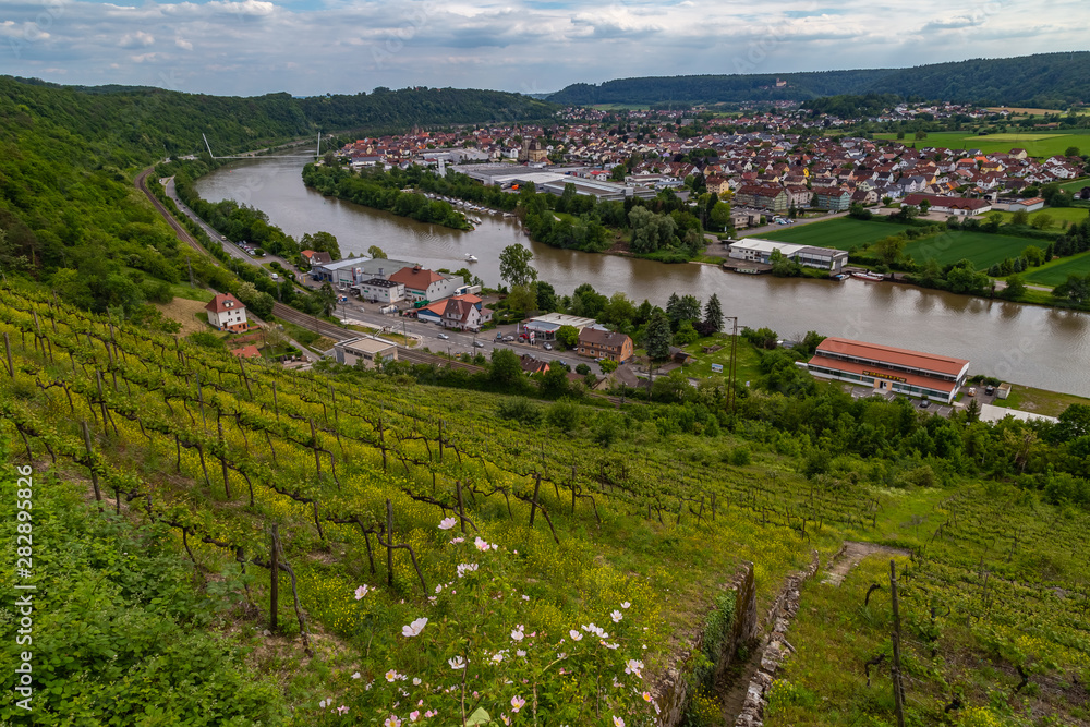 Naklejka premium yellow blooming vineyards and a castle at the river Neckar in Germany