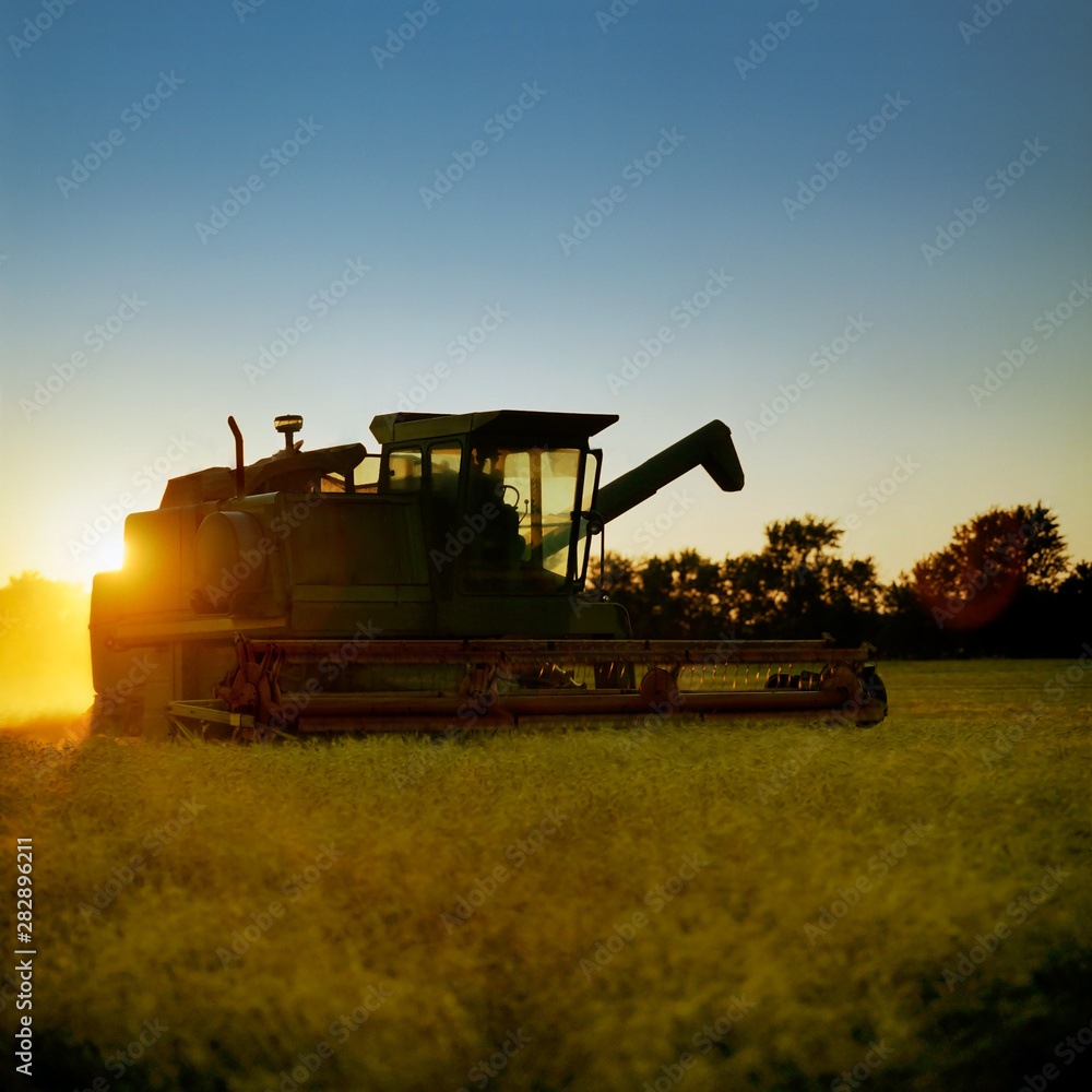 Fototapeta premium Combine harvesting ripe golden wheat as the sun sets.