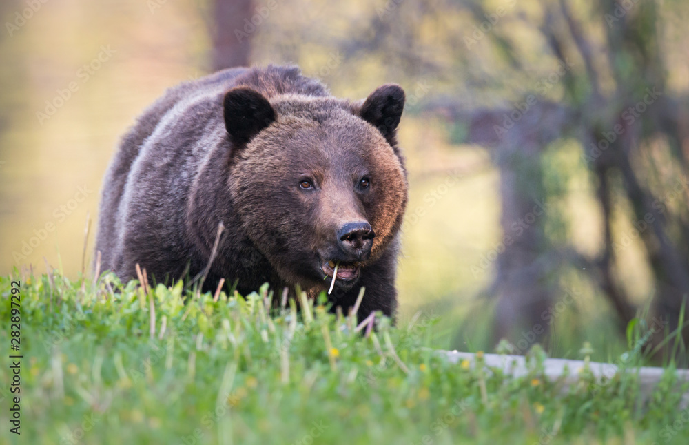Fototapeta premium Grizzly bear in the wild