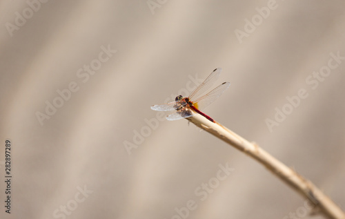 Close up of a red dragonfly on the beach, with sand background