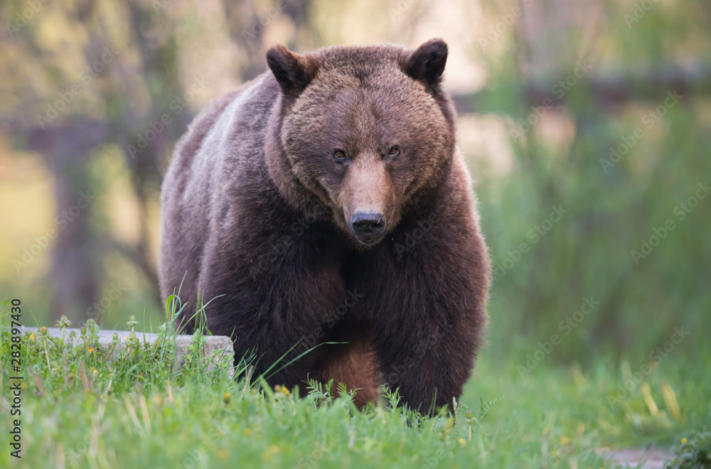 Grizzly bear in the wild