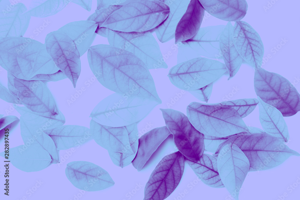 Beautiful abstract texture color white pink and purple leaves isolated on the white background and wallpaper