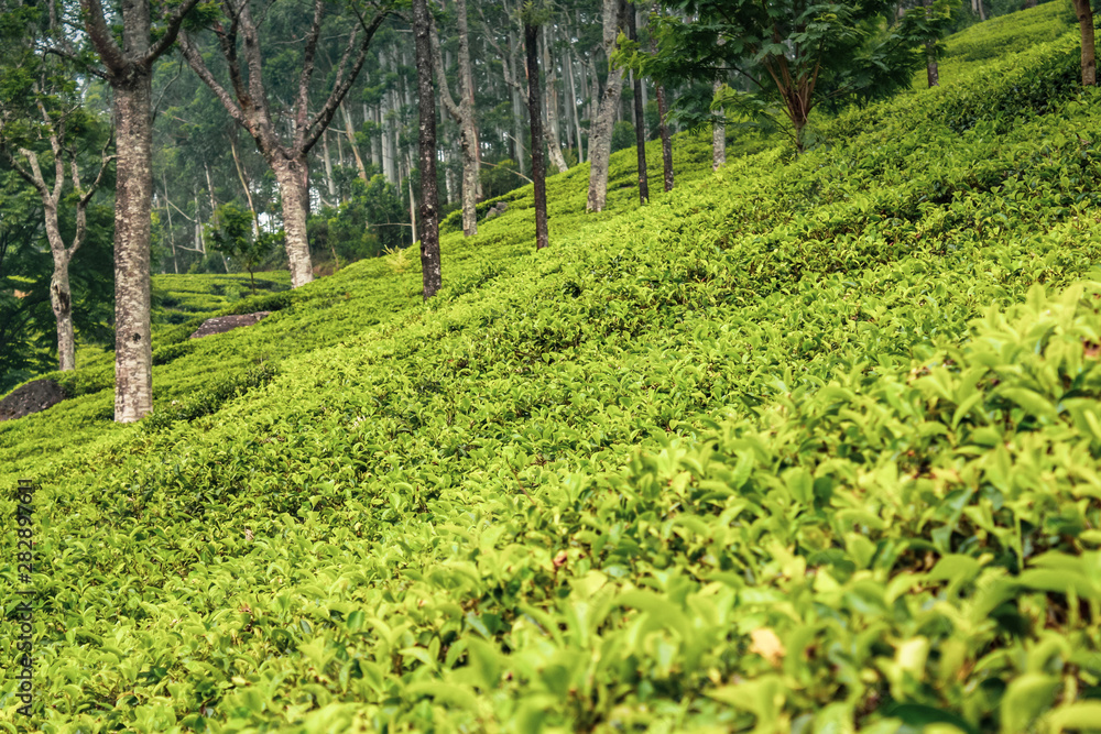 Tea plantations in the mountains Sri Lanka. Beautiful landscape of nature Nuwara Eliya Tea plantations in the mountains Sri Lanka. Beautiful landscape of nature Nuwara Eliya