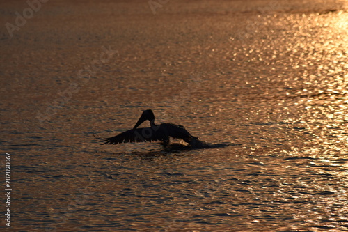 Trempette pour un pelican