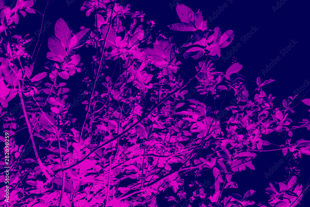 Beautiful abstract texture colorful purple black and white tree plant forest landscape on the darkness and purple background and wallpaper Beautiful abstract texture colorful purple black and white tree plant forest landscape on the darkness and purple background and wallpaper