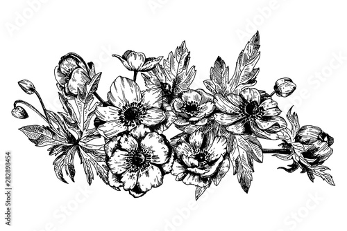 Anemone floral botanical flowers.