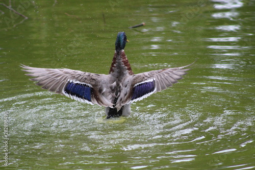 Canard colvert Chatelleraudais  photo