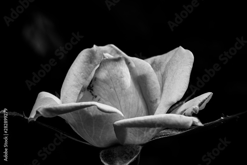 Rose in black and white