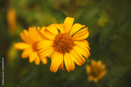 yellow flower on green background