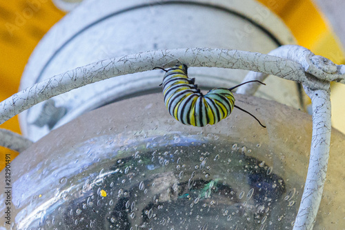 Monarch catepiller setting up for pupa stage photo