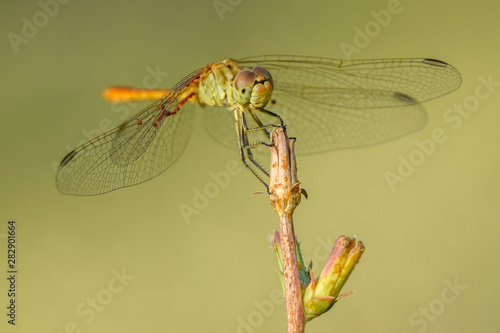 Allphotokz Dragonfly 20190723 0777 D810