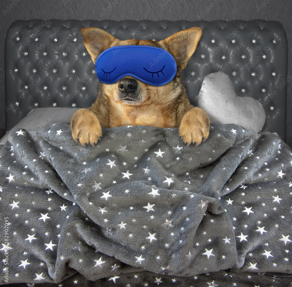 Dog sleeping with blanket cheap