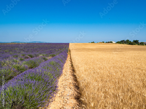 France, jul 2019: Fields of wheat and lavender in Provence. Magnificent summer landscape. Natural cosmetics, aromatherapy, agriculture.