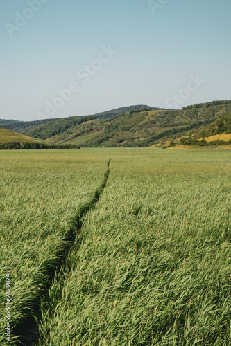 Dominant Green landscape picture of a reed land with a wood path