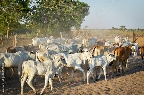Wallpaper Mural Calves coming out the door of a milking yard raising sand from the ground with their footsteps lit by the morning sun and in the background green trees and the plain in the distance Torontodigital.ca