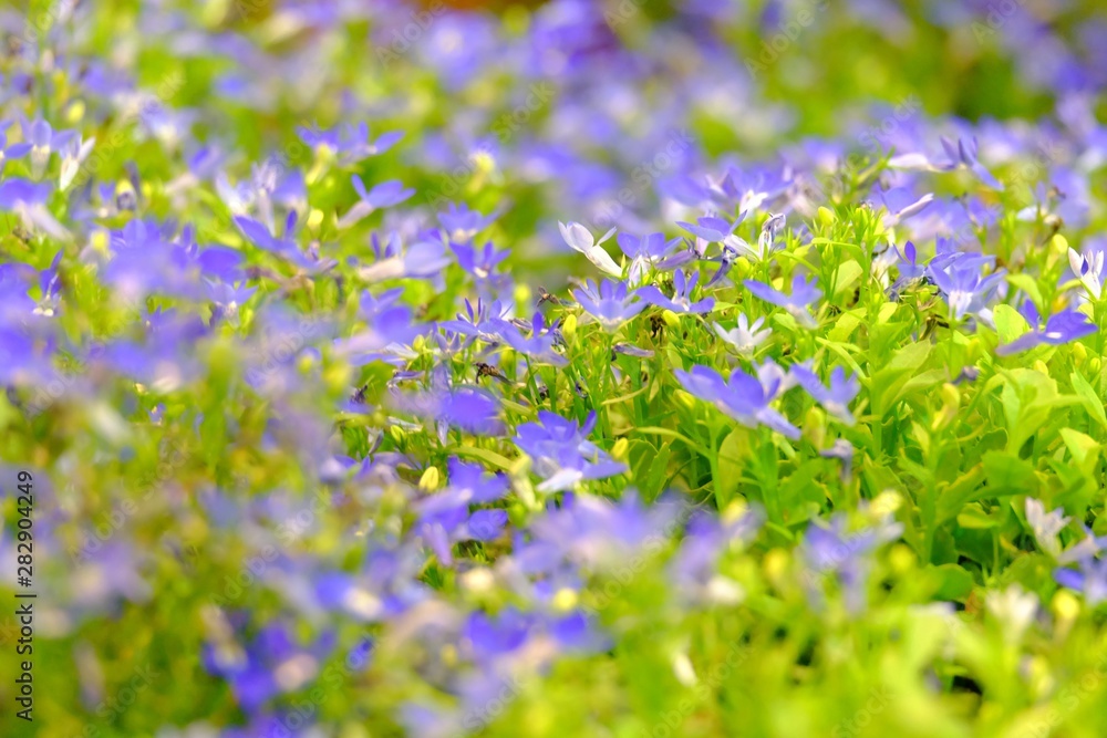 A bed of small purple flower blossom with warm light