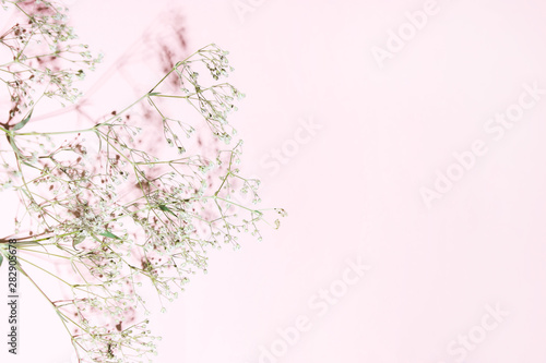 Dry grass and shade on a pink, coral background. Minimalistic pastel design.