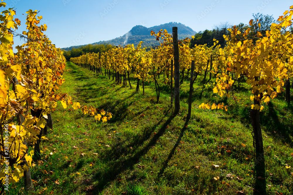 yellow grape leaves at vineyard, october, St George hill at background