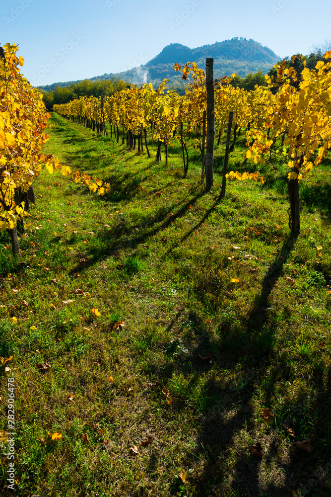 Naklejka premium yellow grape leaves at vineyard, october, St George hill at background
