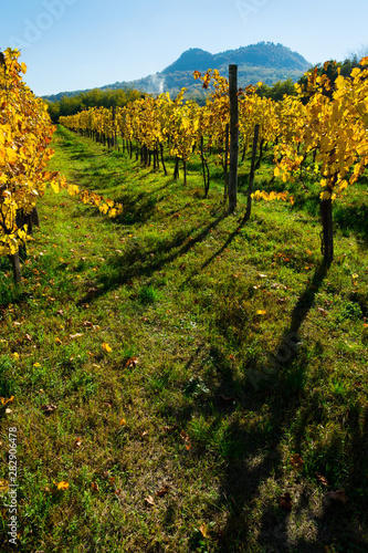 Fototapeta Naklejka Na Ścianę i Meble -  yellow grape leaves at vineyard, october, St George hill at background