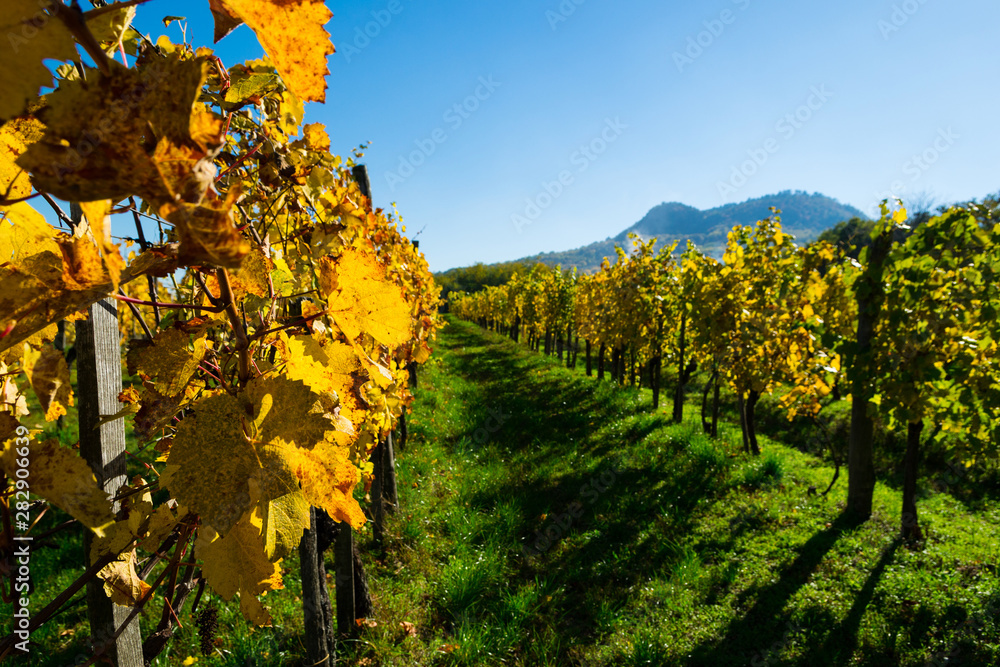 Naklejka premium yellow grape leaves at vineyard, october, St George hill at background