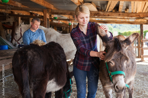 Woman looking after donkeys on farm