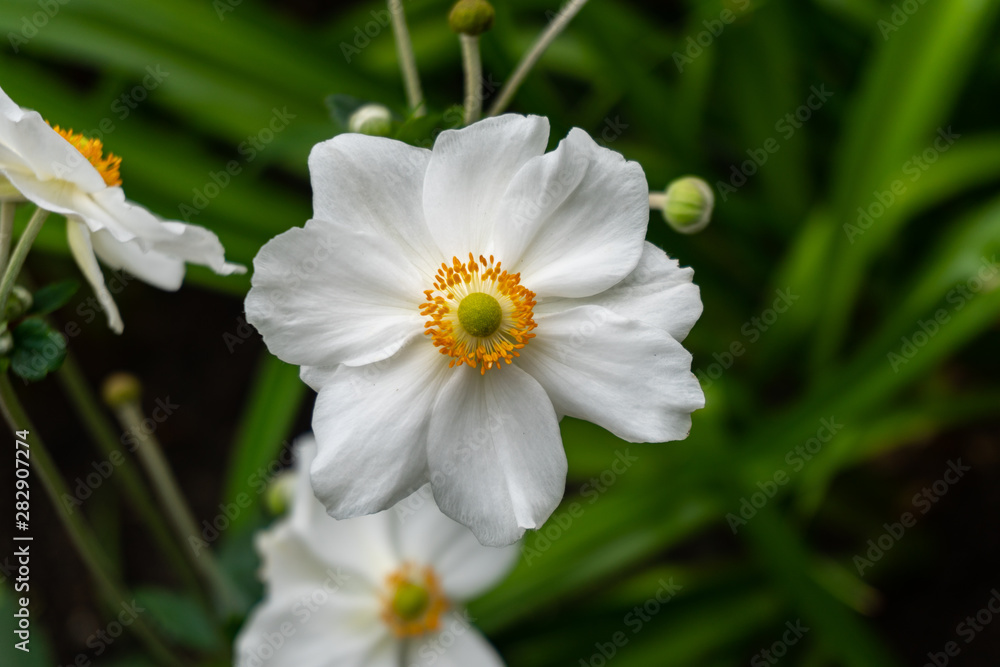 macro of a flower in the alp with a green background macro of a flower in the alp with a green background