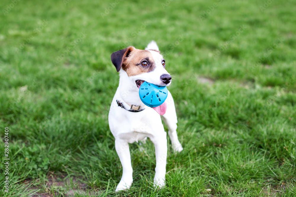 Purebred Jack Russell Terrier dog outdoors on nature in the grass. The dog holds the ball in his mouth. Happy dog ​​Jack Russell plays on a walk in the park with a toy. The concept of pets. friendship