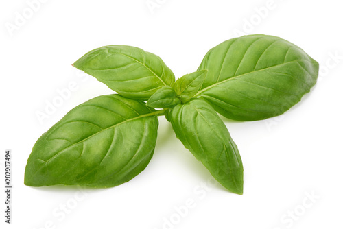 Sweet basil herb leaves, isolated on white background
