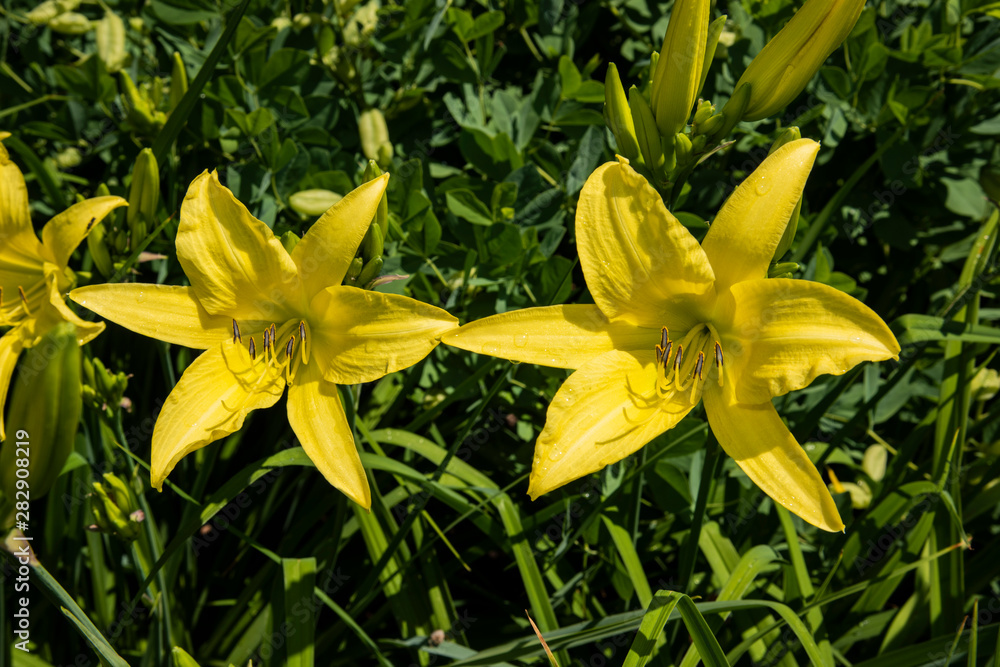 Fleurs du Québec Fleurs du Québec