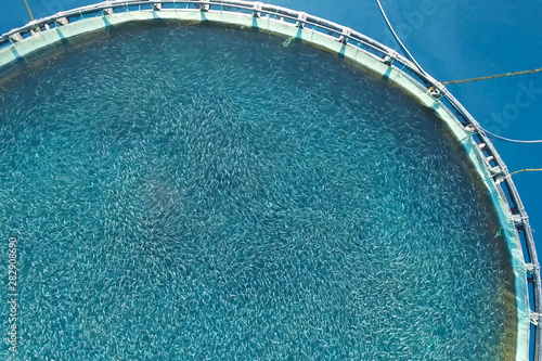 Fish farm in the sea, fenced with round net. photo