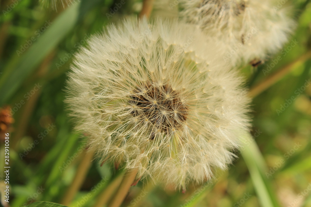 dandelion on green background of grass dandelion on green background of grass