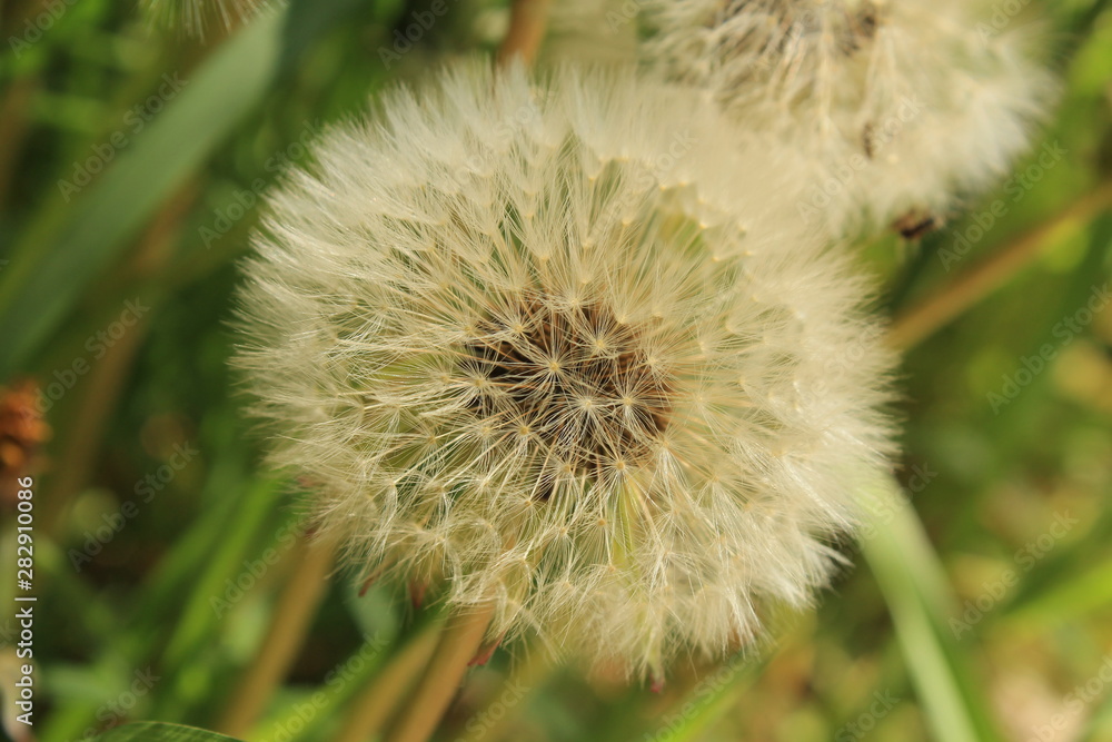 dandelion on green background of grass