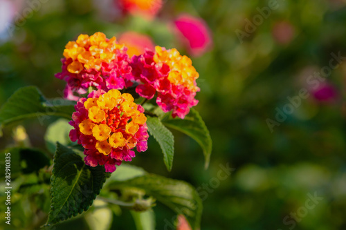 A beautiful flowers of a tropical plant lantana camara. Bright summer floral background. Blossom Lantana camara.