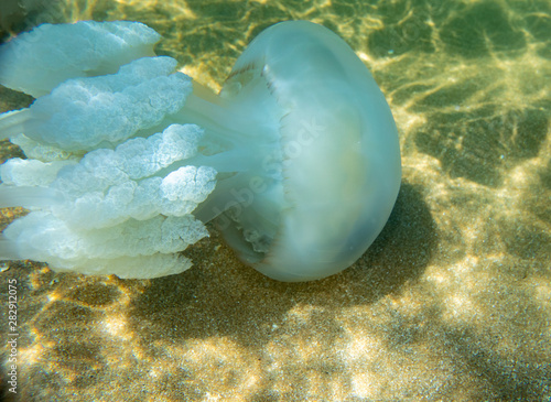 Large marine jellyfish  in a natural habitat