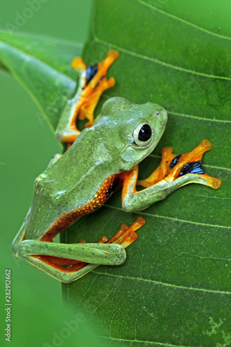 green tree frog on a leaf