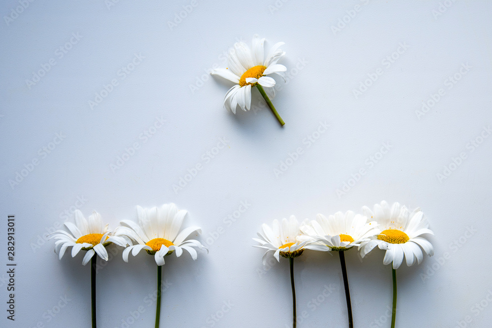 Obraz premium daisies on white background