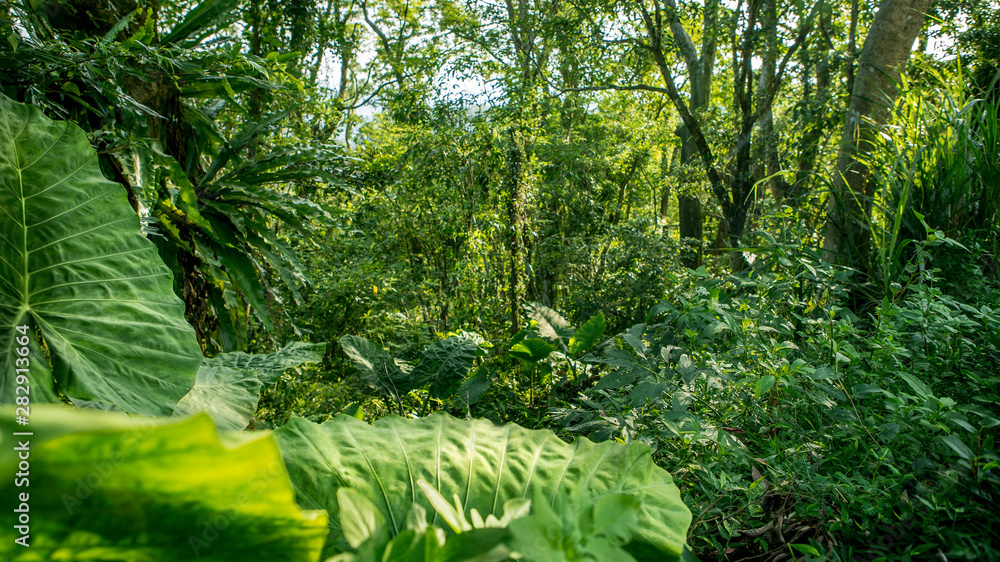 Fototapeta premium Beautiful mountain forest scenery in Taiwan. View of beauty nature landscape.