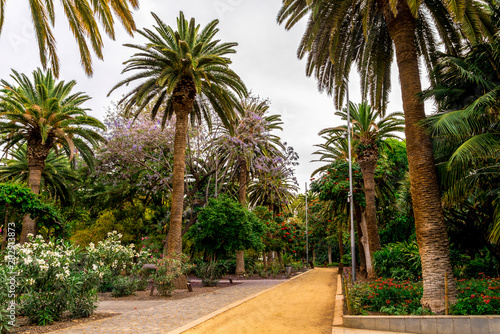 An alley through scenic gardens with palm trees and flowers in Garcia Sanabria park, Santa Cruz de Tenerife, Canary Islands, Spain