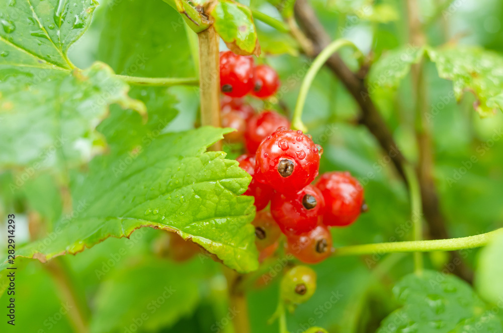 A bunch of red currants on a branch close-up. The concept of harvest, ripening berries, healthy vitamin food. Place for text, macro photo.