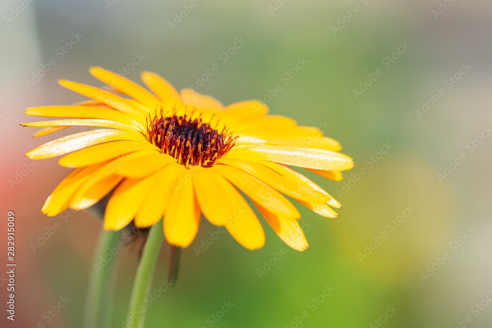 bee on yellow flower bee on yellow flower