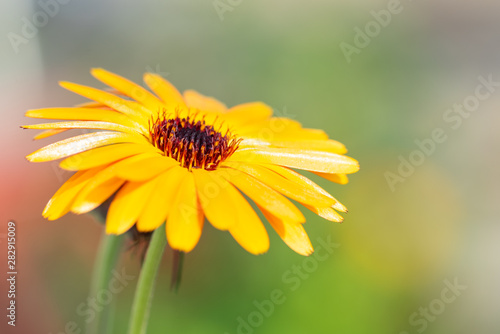 bee on yellow flower