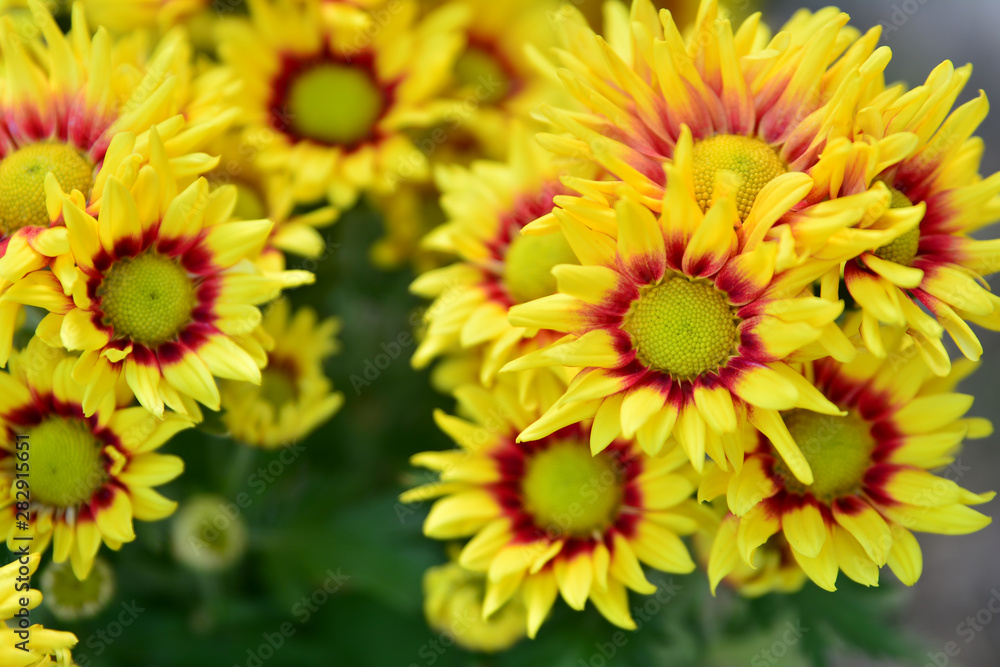 Beautiful flowers of chrysanthemums Beautiful flowers of chrysanthemums