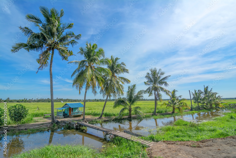 Fototapeta premium Paddy farm and coconut trees