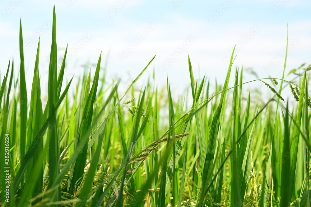 Obraz premium Close up rice field and sun sky