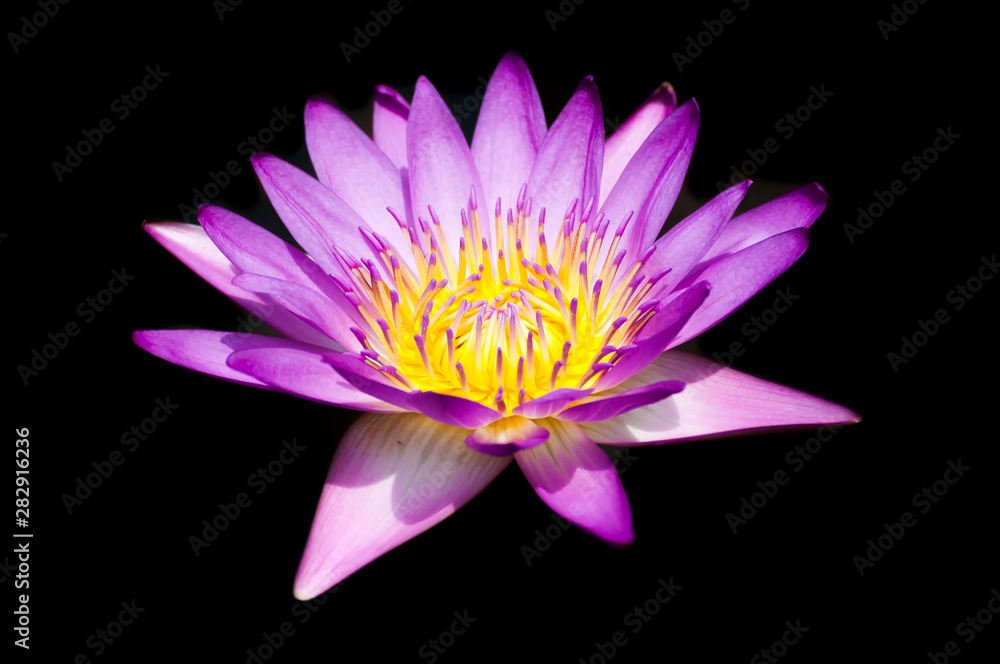 Obraz premium A perfect bloom waterlily isolated on black background