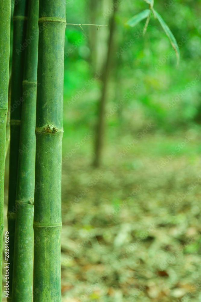 Obraz premium Bamboo green forest background